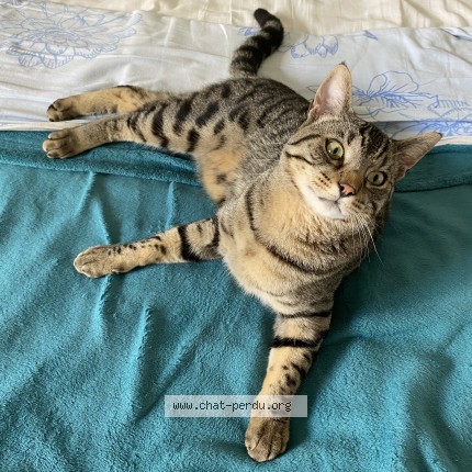 Photo de chat perdu à Lescar