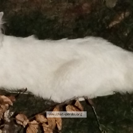 Photo de chat trouvé à Stains