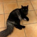 SA&Iuml;KO