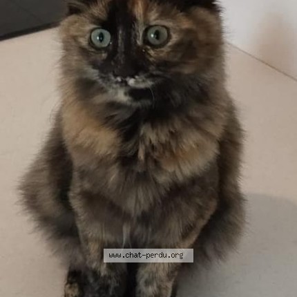 Photo de chat perdu à Beynost