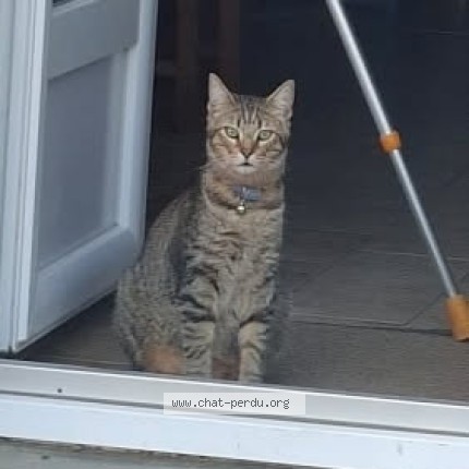 Photo 1/1 arthur Chat perdu à Chatellerault