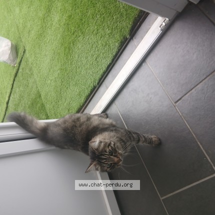 Photo de chat trouvé à Cugnaux