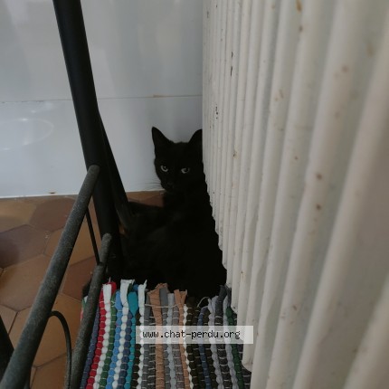 Photo de chat trouvé à Neuilly Plaisance