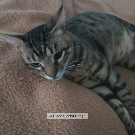Photo de chat perdu à Clamart