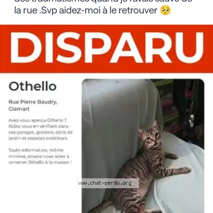 Photo 2/2 Othello Chat perdu à Clamart