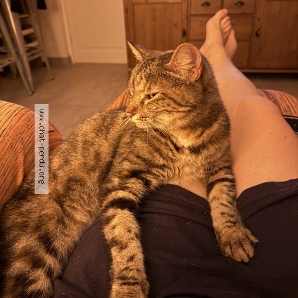 Photo 1/1 Chat trouvé Trouvé à Beziers