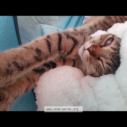 Photo 1/1 kitty Chat perdu à Paris