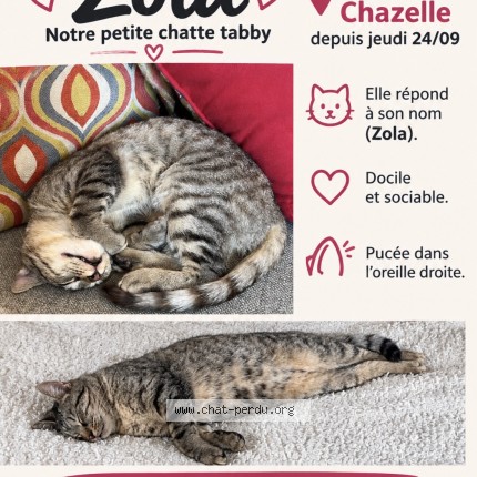 Photo 1/1 zola Chat perdu à Cormatin