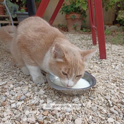 Photo 1/1 marleine Chat perdu à Chabeuil