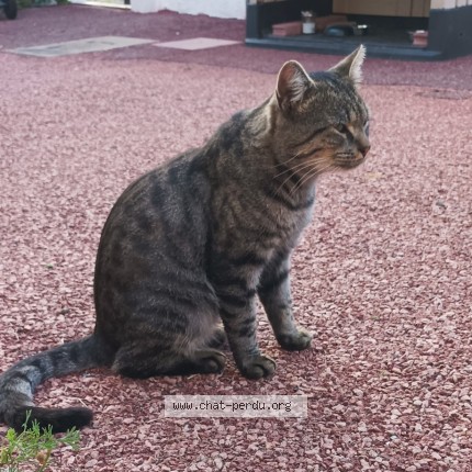 Photo 1/1 Chat trouvé Trouvé à St Sebastien Sur Loire