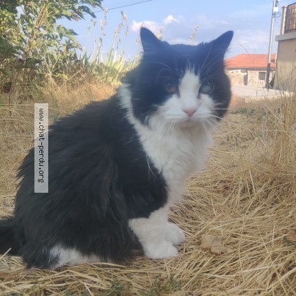 Photo de chat perdu à Le Crest