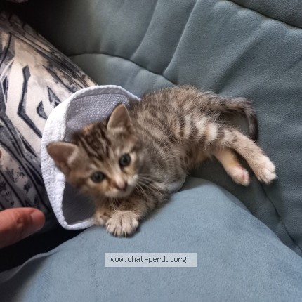 Photo 1/1 Chat retrouvé Perdu à Lunel