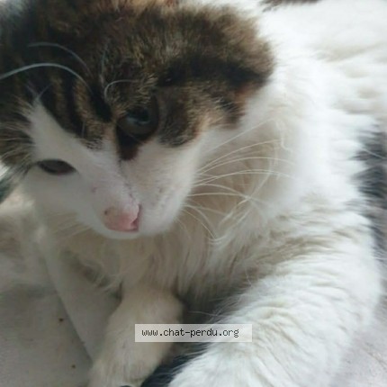 Photo de chat perdu à Villeneuve Le Roi