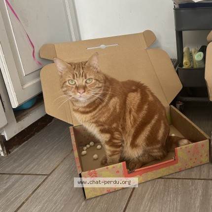 Photo de chat perdu à Surgeres