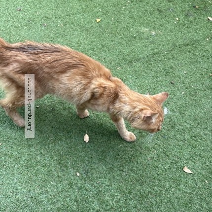 Photo de chat trouvé à Woippy