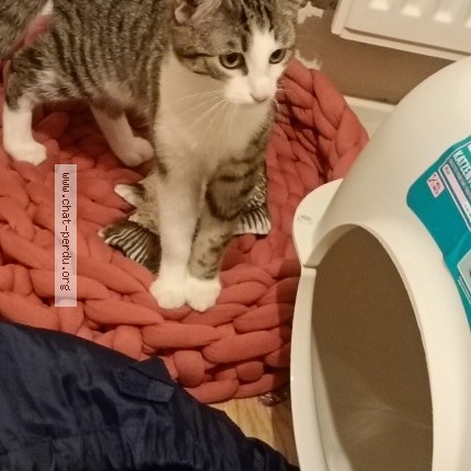 Photo 1/1 mew Chat perdu à Hoerdt
