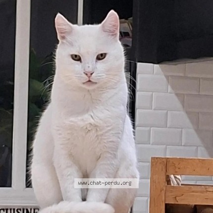 Photo de chat perdu à Le Faouet