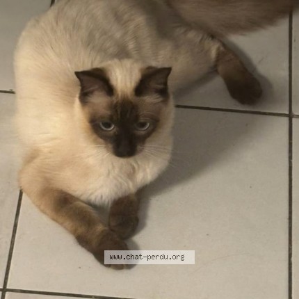 Photo 1/1 Chat retrouvé Perdu à Le Perreux Sur Marne