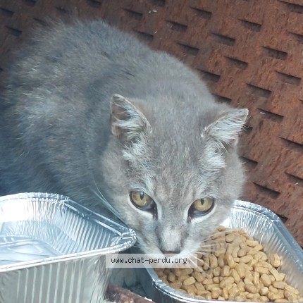 Photo 1/1 Chat trouvé Trouvé à Angouleme