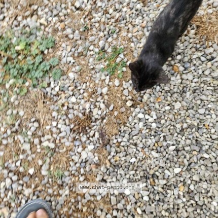 Photo de chat trouvé à Moulidars