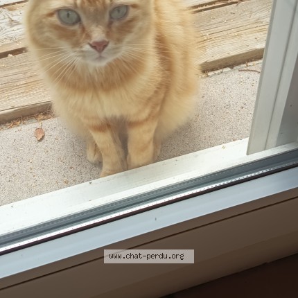 Photo 1/1 Chat trouvé Trouvé à St Alban