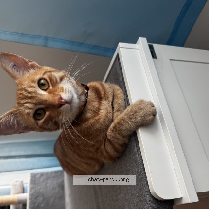 Photo de chat perdu à Fontaines En Sologne