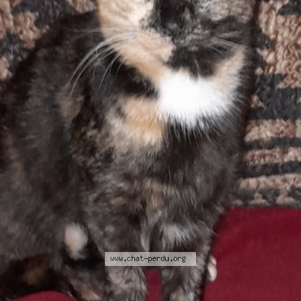 Photo de chat perdu à Erquinghem Le Sec