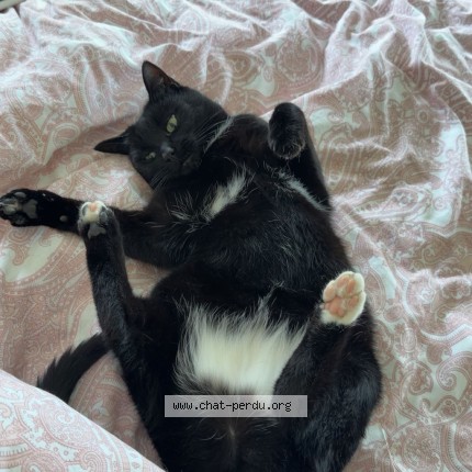 Photo de chat perdu à Chavornay