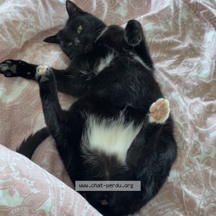 Photo de chat perdu à Chavornay