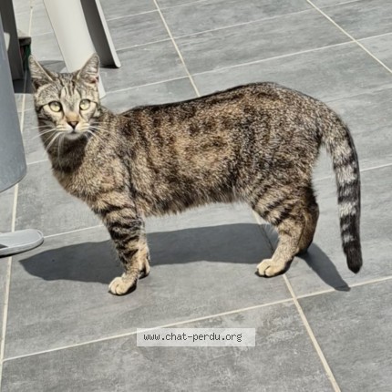 Photo de chat perdu à Le Havre
