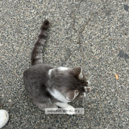 Photo de chat trouvé à Rosny Sous Bois