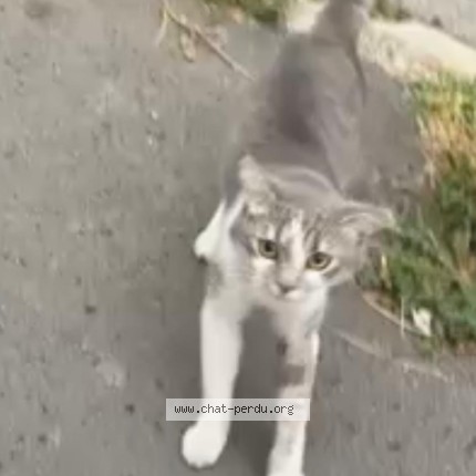 Photo 2/2 Chat trouvé Trouvé à Rosny Sous Bois