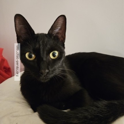 Photo 1/1 Chat retrouvé Perdu à Anglet