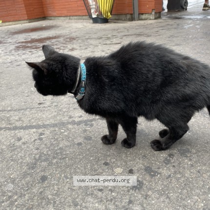 Photo de chat trouvé à Surrenes