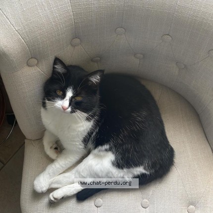 Photo de chat perdu à Tierce