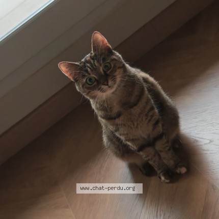 Photo de chat perdu à Vitry Sur Seine