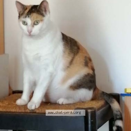 Photo de chat perdu à Reze