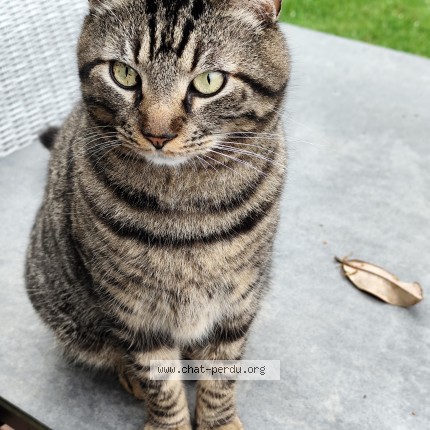 Photo 1/1 Châtaigne Chat perdu à Guipavas