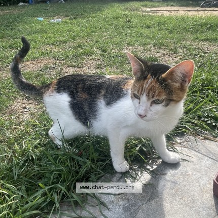 Photo de chat trouvé à Joue Les Tours