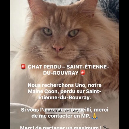 Photo 1/1 Uno Chat perdu à Saint Etienne Du Rouvray