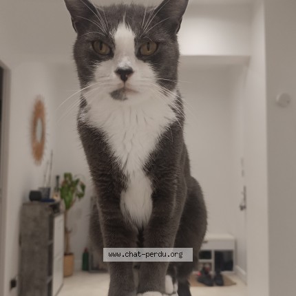 Photo de chat perdu à Villeneuve Le Roi