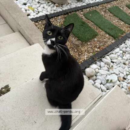 Photo de chat trouvé à Villemomble