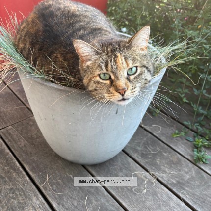Photo 1/1 Lola Chat perdu à Esch Sur Alzette