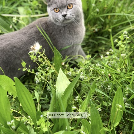 Photo de chat perdu à Villetaneuse