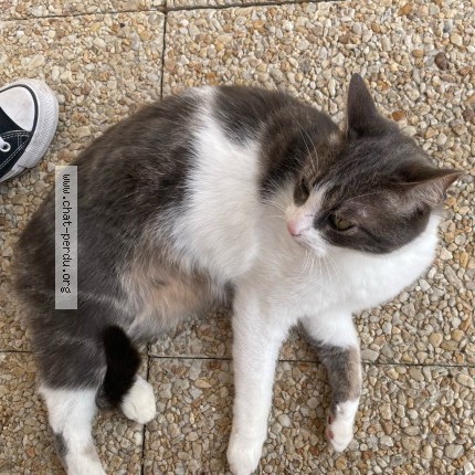 Photo 1/2 Chat retrouvé Perdu à Colombes