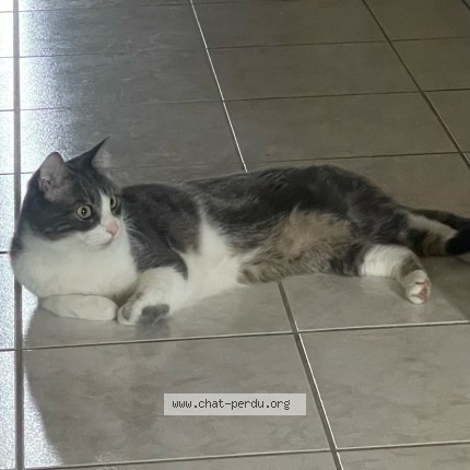 Photo 2/2 Chat retrouvé Perdu à Colombes