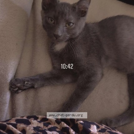 Photo de chat perdu à Macon