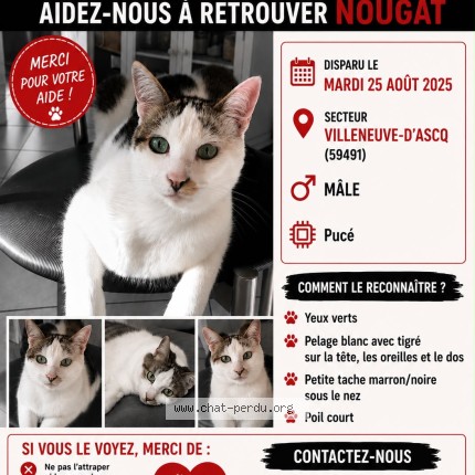 Photo 1/1 nougat Chat perdu à Villeneuve D Ascq