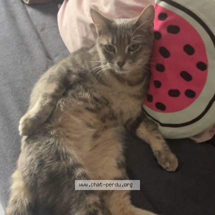 Photo de chat perdu à Chateauroux