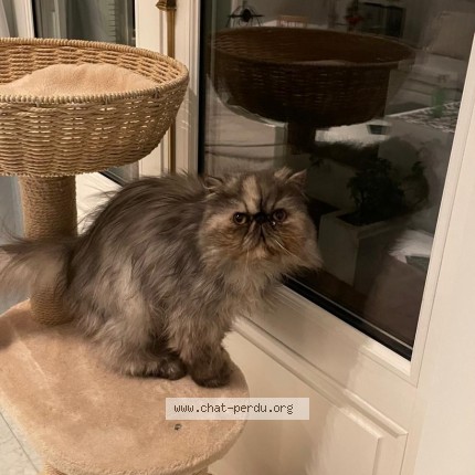 Photo de chat perdu à Puteaux